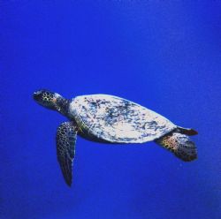 My last turtle entry for a while, we saw about eight turt... by Chris Lawford 